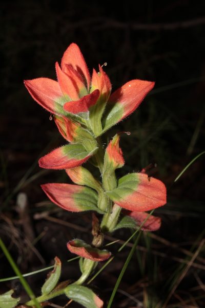Castilleja durangensis, photographed by Arturo Castro Castro