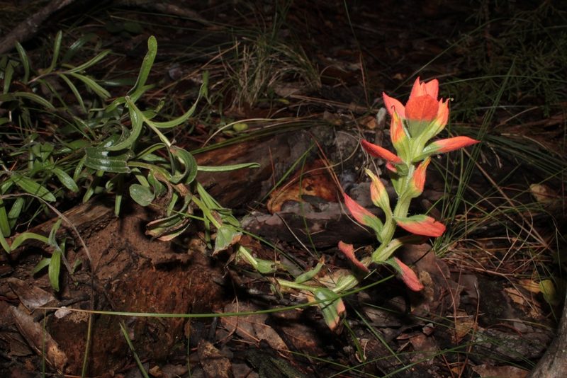 Castilleja durangensis, photographed by Arturo Castro Castro