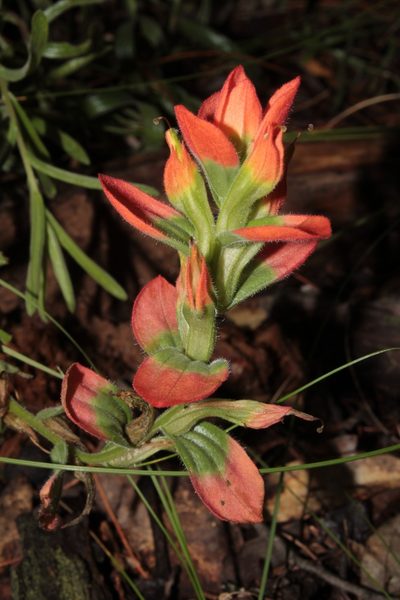 Castilleja durangensis, photographed by Arturo Castro Castro