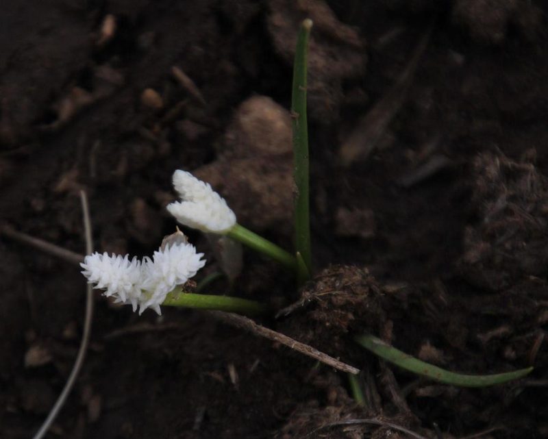 Aponogeton natalensis, photographed by Tony Rebelo