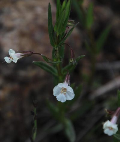 Mimulus strictus, photographed by Tony Rebelo