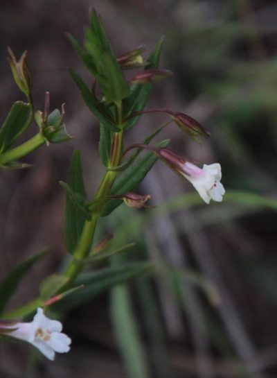 Mimulus strictus, photographed by Tony Rebelo