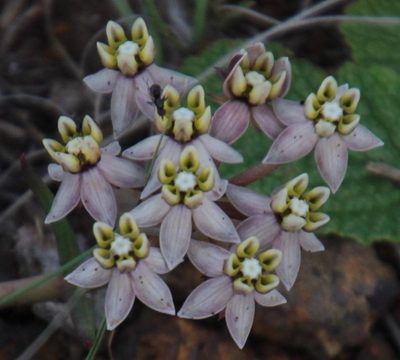 Asclepias depressa, photographed by Tony Rebelo