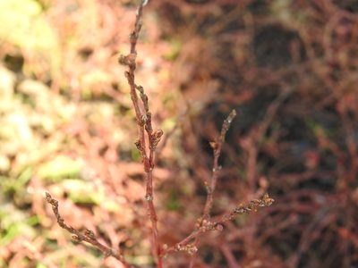 Polygonum arenastrum, photographed by Ксения Волянская
