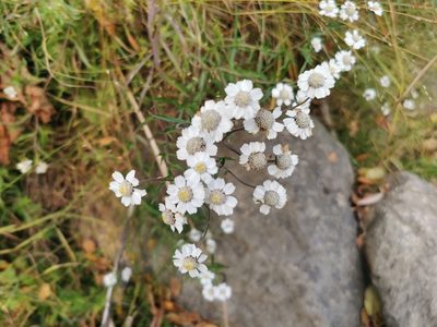 Achillea ptarmica, photographed by Thor-Rune Hansen