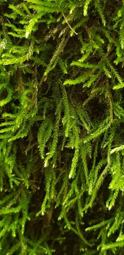 Cirriphyllum crassinervium, photographed by Helen Waterman