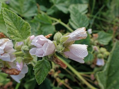 Althaea officinalis