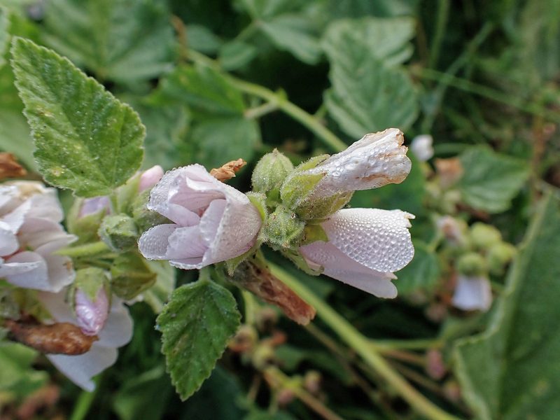 Althaea officinalis, photographed by Donald Davesne