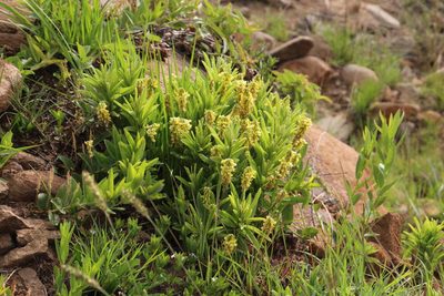 Eriosema kraussianum, photographed by Tony Rebelo