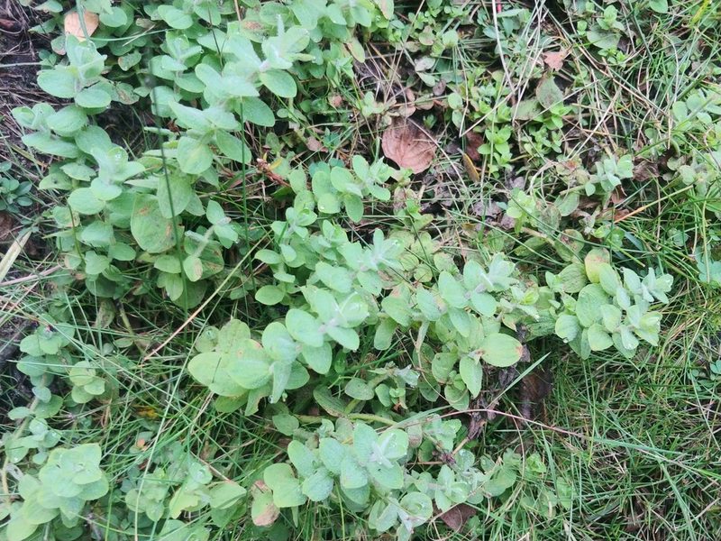 Hypericum elodes, photographed by J Castillo