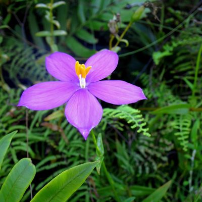 Chironia melampyrifolia, photographed by Di Turner