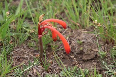 Cyrtanthus tuckii, photographed by Tony Rebelo