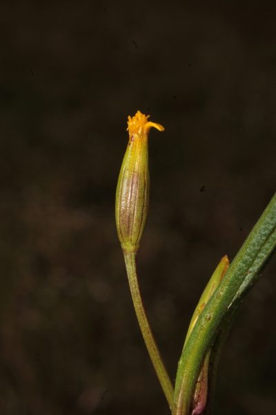 Tagetes epapposa, photographed by Arturo Castro Castro