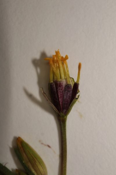 Tagetes epapposa, photographed by Arturo Castro Castro