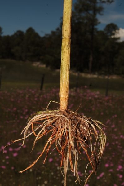 Tagetes epapposa, photographed by Arturo Castro Castro