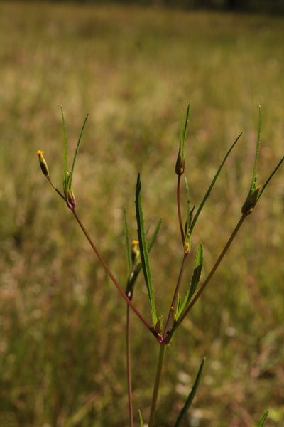 Tagetes epapposa, photographed by Arturo Castro Castro