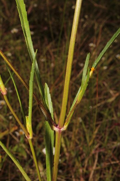Tagetes epapposa, photographed by Arturo Castro Castro