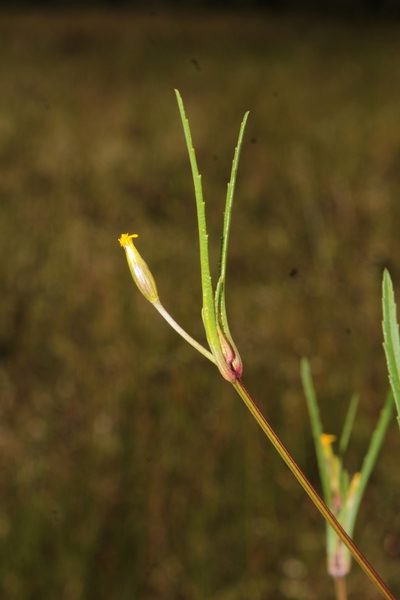 Tagetes epapposa, photographed by Arturo Castro Castro