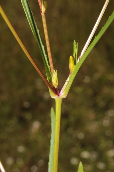 Tagetes epapposa, photographed by Arturo Castro Castro
