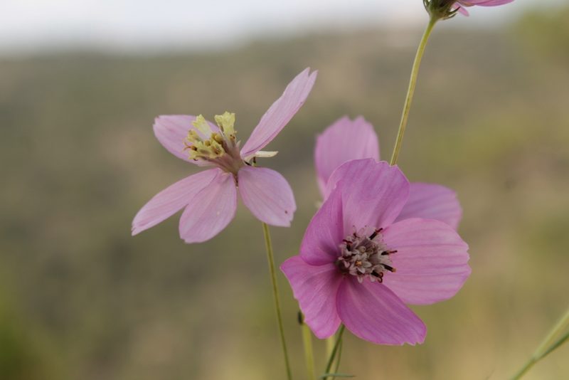 Cosmos ochroleucoflorus, photographed by Arturo Castro Castro