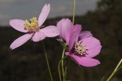 Cosmos ochroleucoflorus, photographed by Arturo Castro Castro