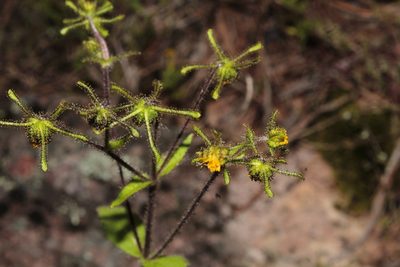 Sigesbeckia jorullensis, photographed by Arturo Castro Castro
