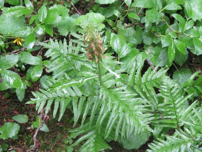 Pedicularis bracteosa, photographed by Erin Springinotic