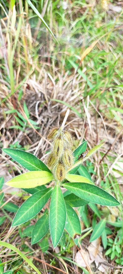 Crotalaria sessiliflora, photographed by Ramnarayan K