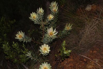 Leucadendron burchellii, photographed by Brian du Preez