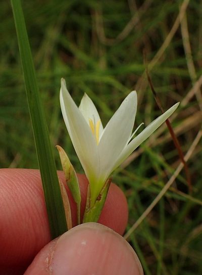 Hesperantha lactea, photographed by Peter Warren