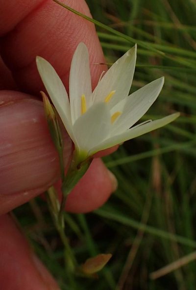 Hesperantha lactea, photographed by Peter Warren