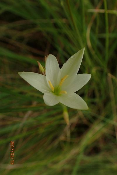 Hesperantha lactea, photographed by Peter Warren