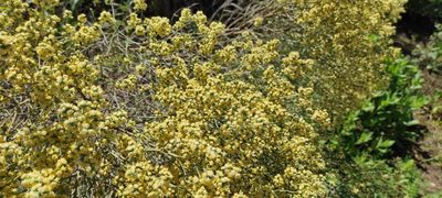 Baccharis articulata, photographed by Federico Muñoz
