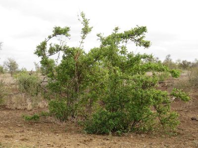 Combretum mossambicense, photographed by Tony Rebelo
