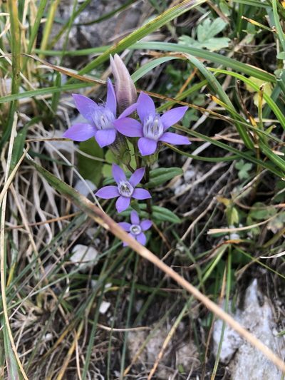 Gentianella obtusifolia, photographed by Jonathan
