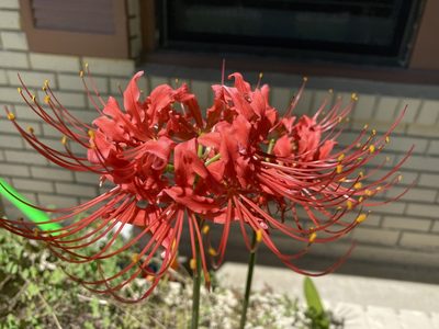 Lycoris radiata, photographed by Jaime González