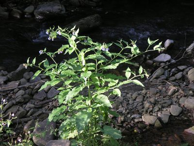 Symphytum asperum, photographed by Oleg Kosterin