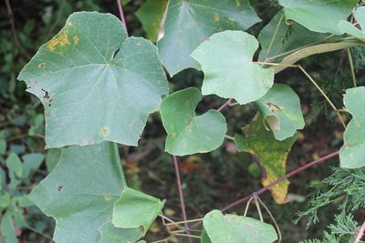 Vitis labrusca, photographed by Violet T.