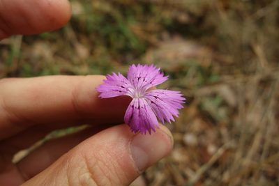 Dianthus chinensis, photographed by Aleksei Baushev