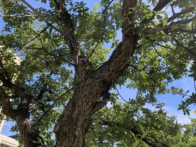 Quercus laceyi, photographed by Kane Sandoval