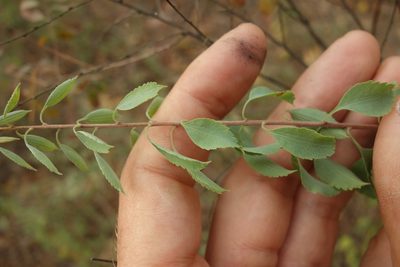 Spiraea crenata, photographed by Aleksei Baushev