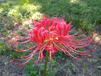 Lycoris radiata, photographed by Isabel Retiz