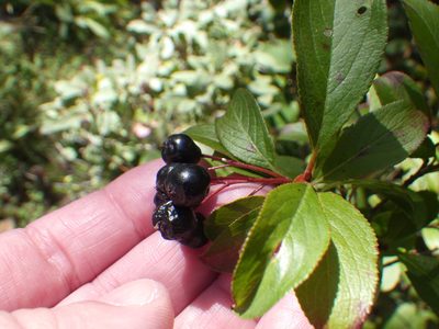 Aronia melanocarpa, photographed by Ben Armstrong