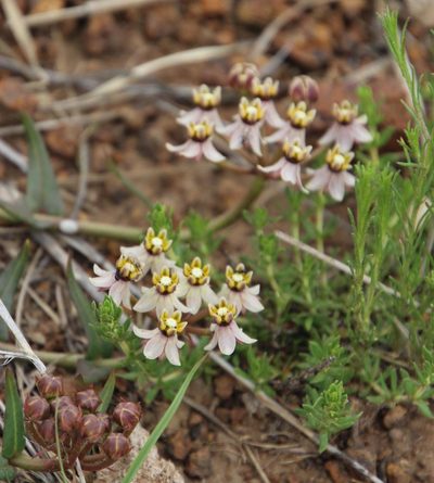 Asclepias depressa, photographed by Tony Rebelo