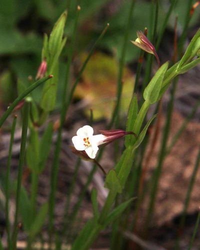 Mimulus gracilis, photographed by Tony Rebelo