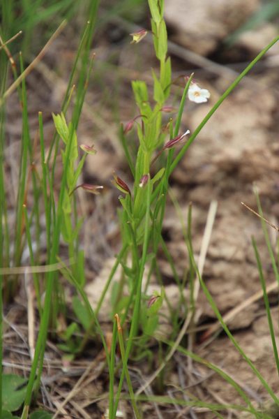 Mimulus gracilis, photographed by Tony Rebelo