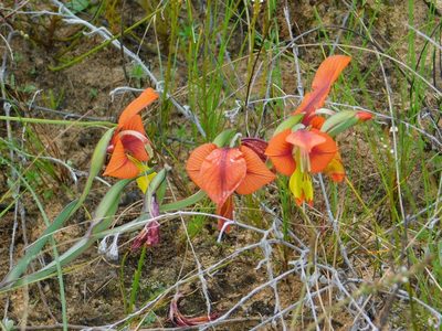 Gladiolus alatus, photographed by Klaus Wehrlin