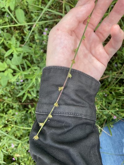 Scleria verticillata, photographed by Jade Fortnash