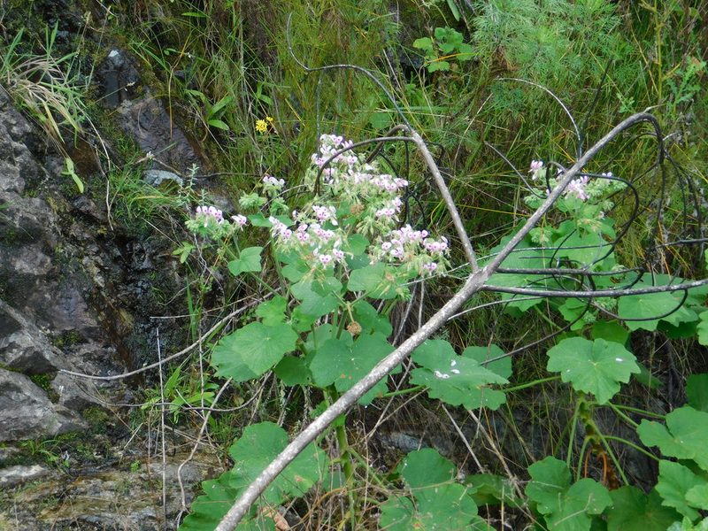 Pelargonium papilionaceum, photographed by Klaus Wehrlin