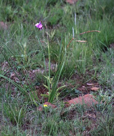Dierama medium, photographed by Tony Rebelo